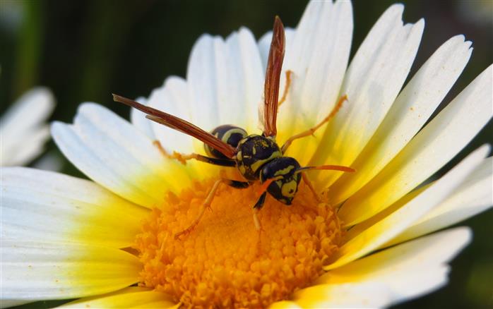 Polistes gallicus o dominula?   Polistes gallicus !